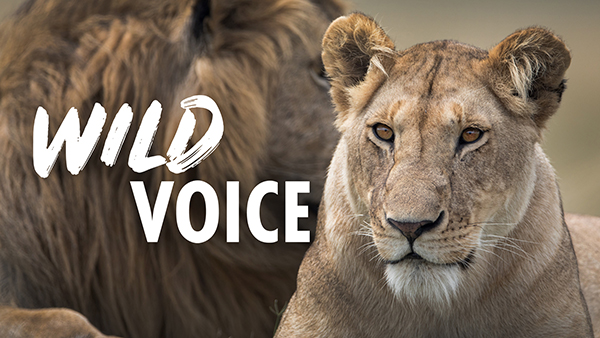 Close up of a lioness and text saying 'Wild Voice'