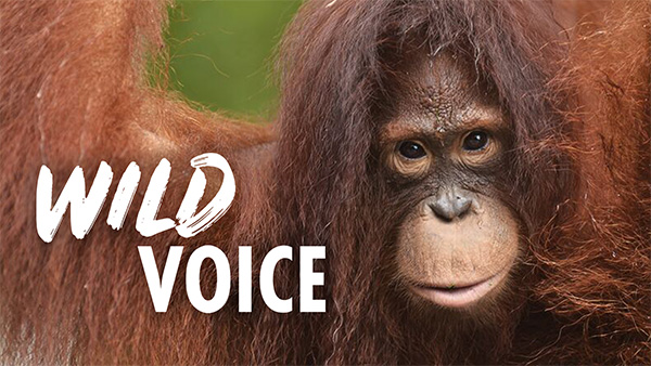 A close-up image of an orangutan looking directly into the camera, with the words 'WILD VOICE' overlaid.