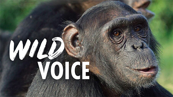 A close-up photo of a chimpanzee sitting in profile and looking directly at the camera, with the words 'WILD VOICE' overlaid.