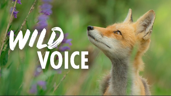 A photo of a young fox looking upwards and to the left, with green grass and blue flowers in the background, with the words 'Wild Voice' overlaid.