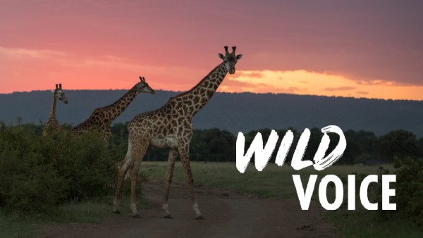 A photo of three giraffes walking in the savannah - they are partially in silhouette as there is a pink sunrise in the background. The Wild Voice logo is overlaid.