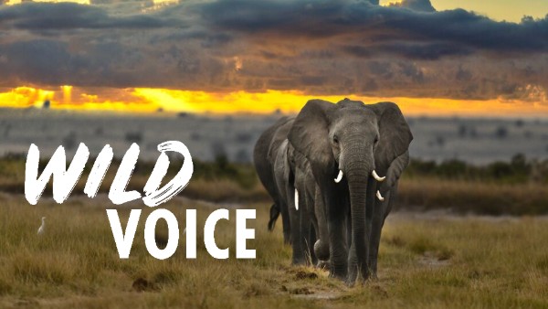 Photograph of three elephants walking through grassland at sunset with a cloudy sky and distant trees. Bold white text 