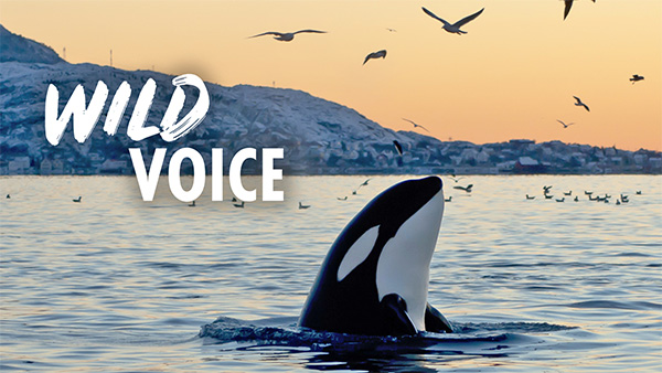 A photo of an orca at sunset, poking out of the sea, with birds flying above it. The Wild Voice logo is overlaid.