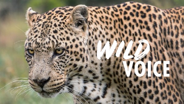 Photograph of a close-up leopard with focused eyes and detailed spotted fur in a natural outdoor setting. White bold text 
