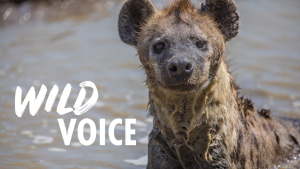 Photograph of a wet hyena, stood in a river, looking towards the camera. Bold white text 