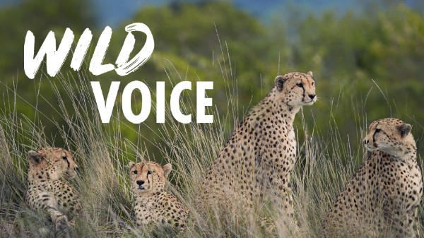A photo of fpour wild cheetahs sitting together in long grass. The Wild Voice logo is overlaid.