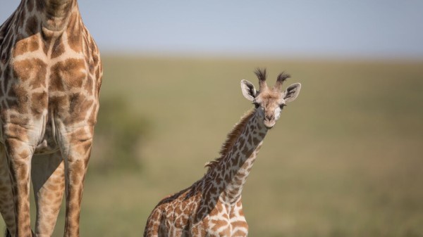 A portrait of a wild baby giraffe standing next to its mother.