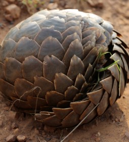 A photo of a pangolin curled up in a tight ball