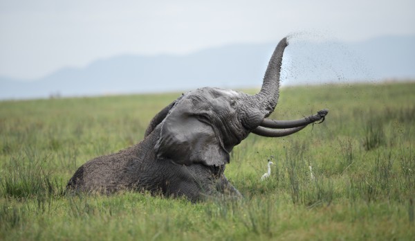 A photo of a wild elephant looking happy in the long grass and raising its trunk into the air as if celebrating