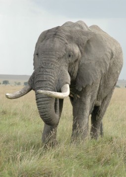 A large elephant with huge tusks, standing in the long grass