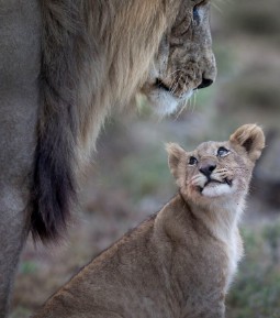 A photo of a wild lion cub gazing lovingly at it's father and almost smiling.