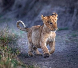A lion cub playfully running 