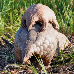 A photo of a baby pangolin riding on its mother's back