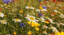 A meadow of wild flowers