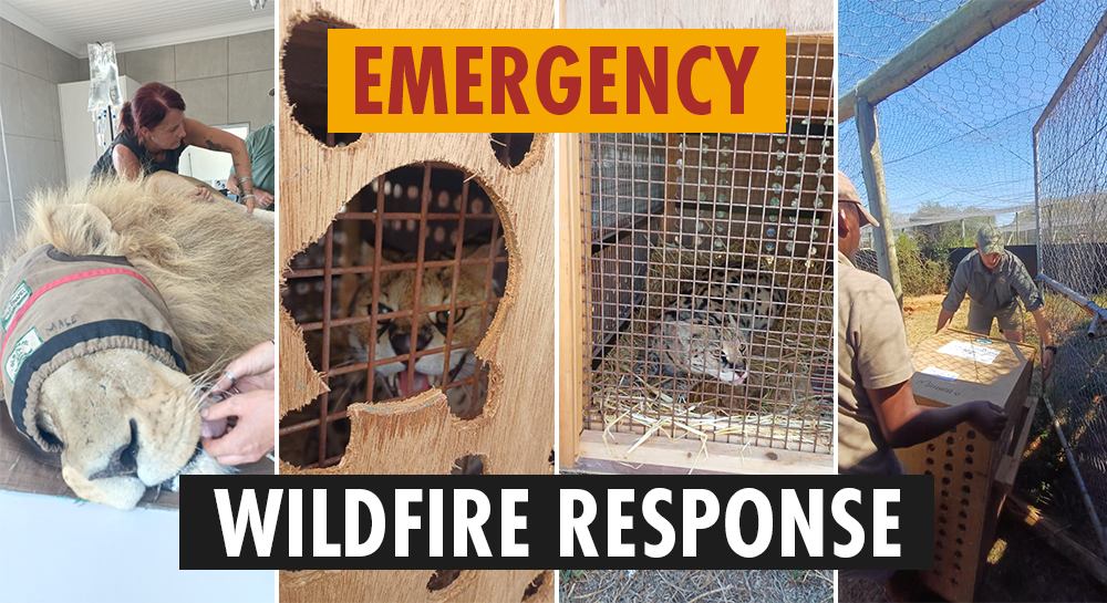 A montage of four photos of a lion with a blindfold lying ona  table, two servals in travel crates, and a crate being unloaded. Text reads Emergency Wildfire Response