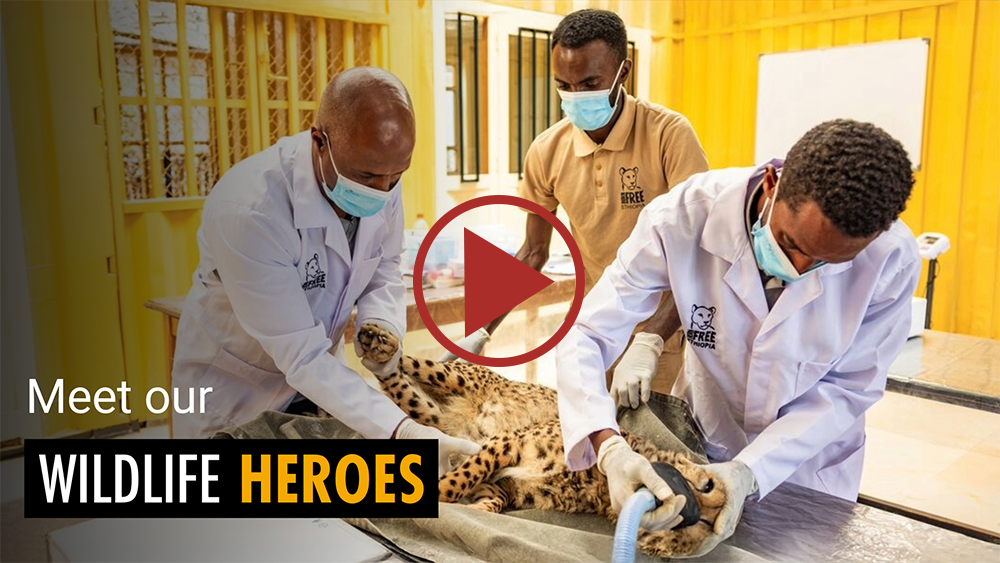 Three men in face masks and medical coats stand over a cheetah on an operating table, text reads Meet our Wildlife Heroes