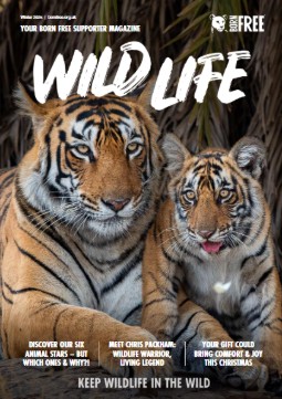 The front cover of a My Adopt magazine featuring a photo of two tigers