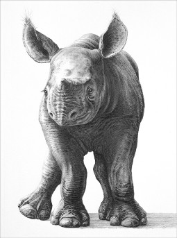 A detailed pencil drawing of a baby rhino looking unsteady on its feet!