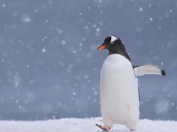 A photo of a gentoo penguin running through the snow