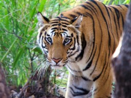 Photograph of a Bengal tiger standing in dense green foliage, looking directly at the camera. The tiger's orange coat with black stripes contrasts with the surrounding greenery, highlighting its alert and focused expression.
