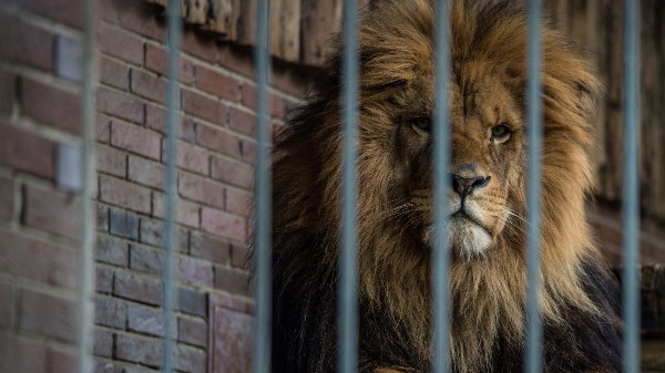 A magnificent male lion behind the bars of a zoo enclosure