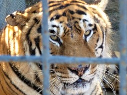 Close up of a tiger looking through the metal bars of a wire fence.