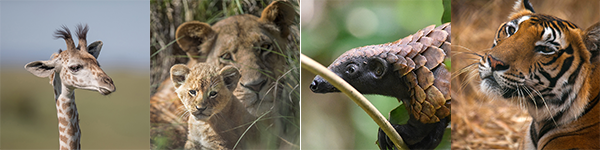 A montage of images of a giraffe, two lions, pangolin and tiger