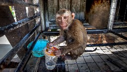 A small monkey sitting in a filthy cage playing with a discarded plastic cup