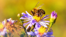 A close-up photo of a bee on a purple flower