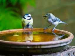 A photo of two blue tits paddling together in a shallow bird bath