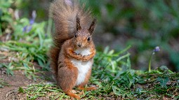 A red squirrel sitting on a woodland floor