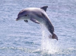 A wild dolphin leaping out of the sea