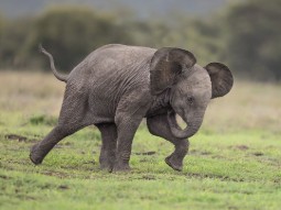 A baby elephant charging across a grassy plain