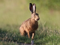 A photo of a wild hare sitting upright in a field of long grass and wild flowers
