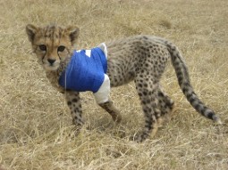 A rescued cheetah cub with a blue bandage around one of its front legs.