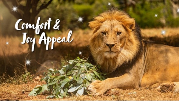 A photo of a beautiful lion lying down on the ground holding a bundle of fresh herbs between his front paws. The words 'Comfort & Joy Appeal' are overlaid with Christmassy stars.