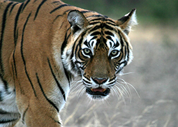 Close up of the head and shoulders of a tiger, facing the camera with slightly open mouth