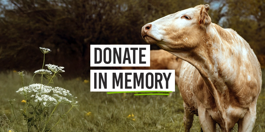 Donate in Memory