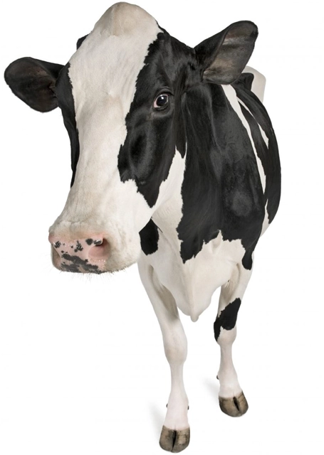 Dairy Cow