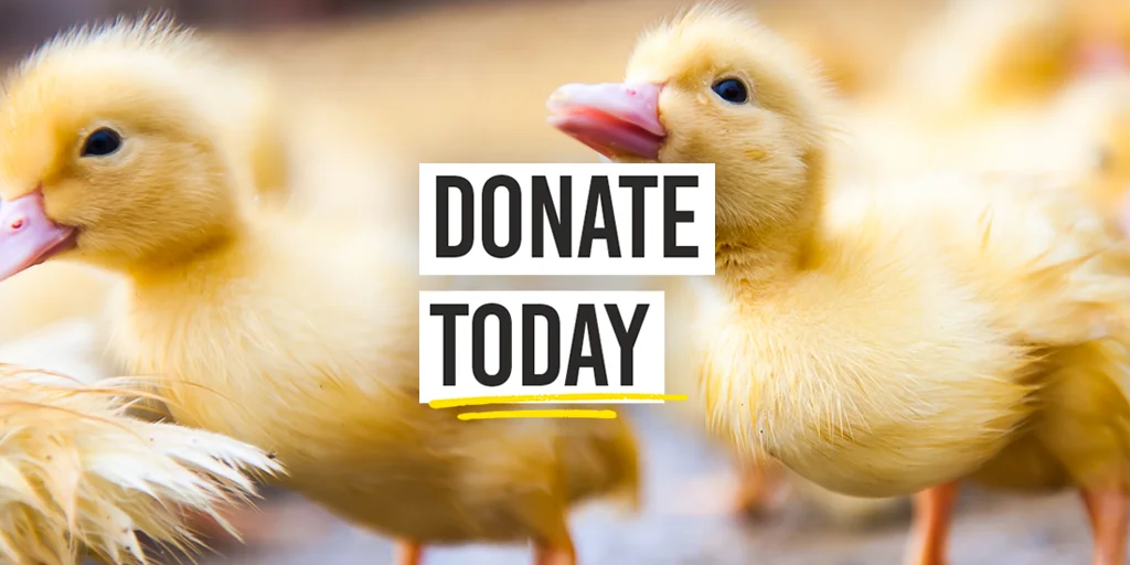 Donate today