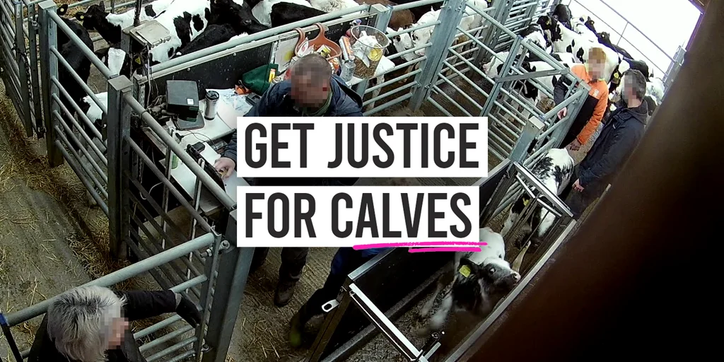 Get justice for calves