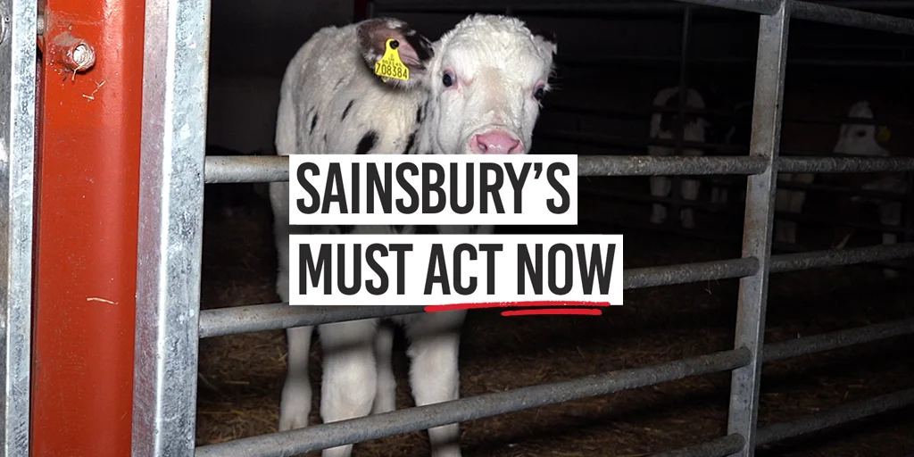 Sainsbury's must act now