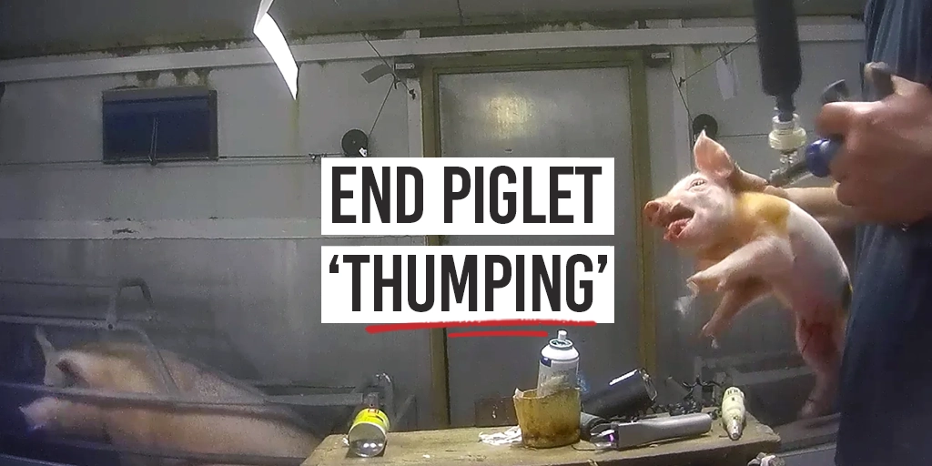 Thumping End Piglet 'Thumping' | Animal Justice Project