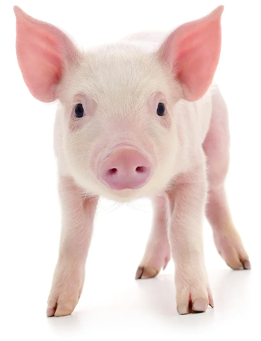 Piglet