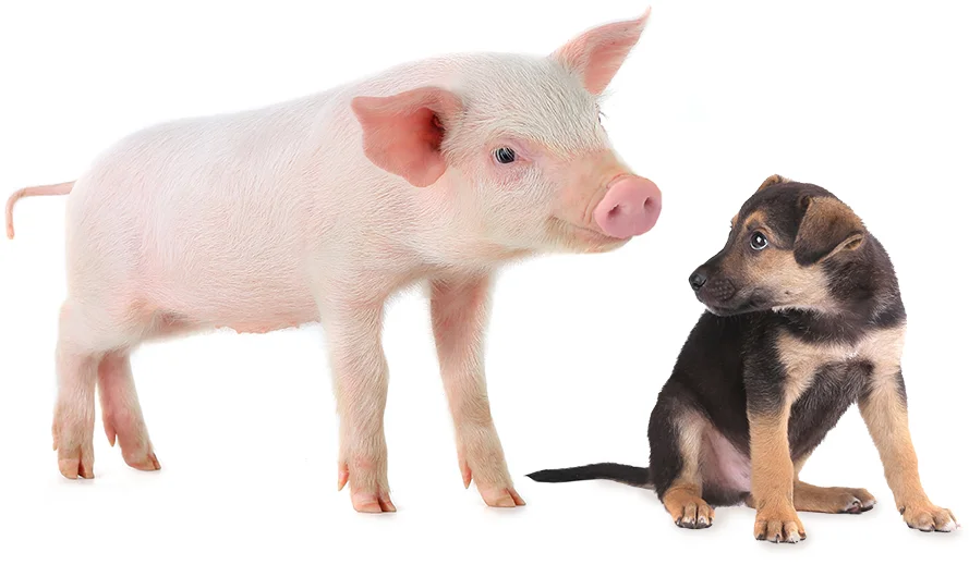 Piglet and puppy