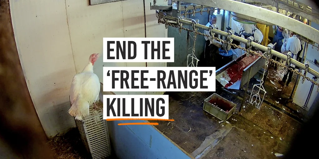 End the 'free-range' killing
