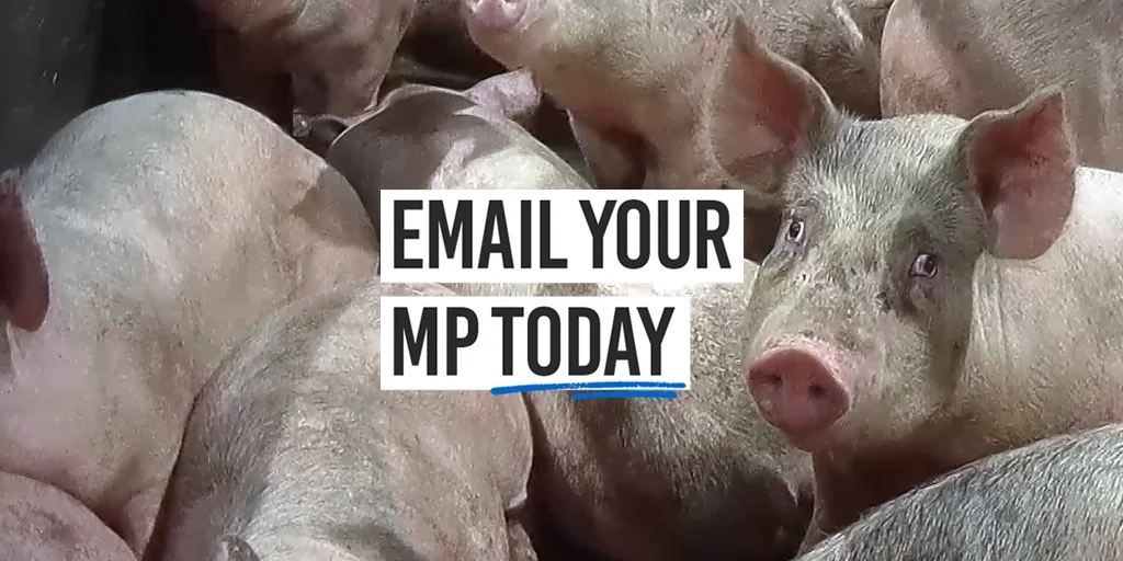 Email your MP today