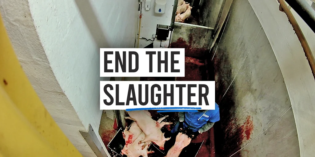 End the slaughter