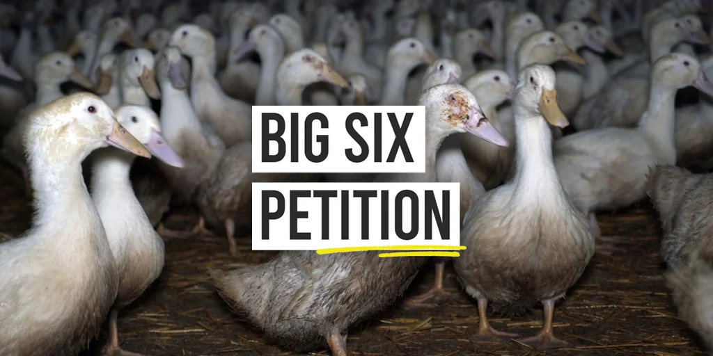 Big Six petition