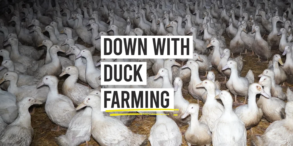 Down with Duck Farming